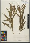 Foto von Salix purpurea L. x Salix viminalis L.